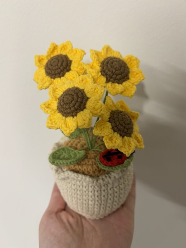 CGC Sunflower pot (4) $35
