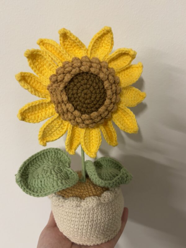 CGC Sunflower pot (L) $45